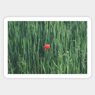 Red Flower on Green Grass Sticker